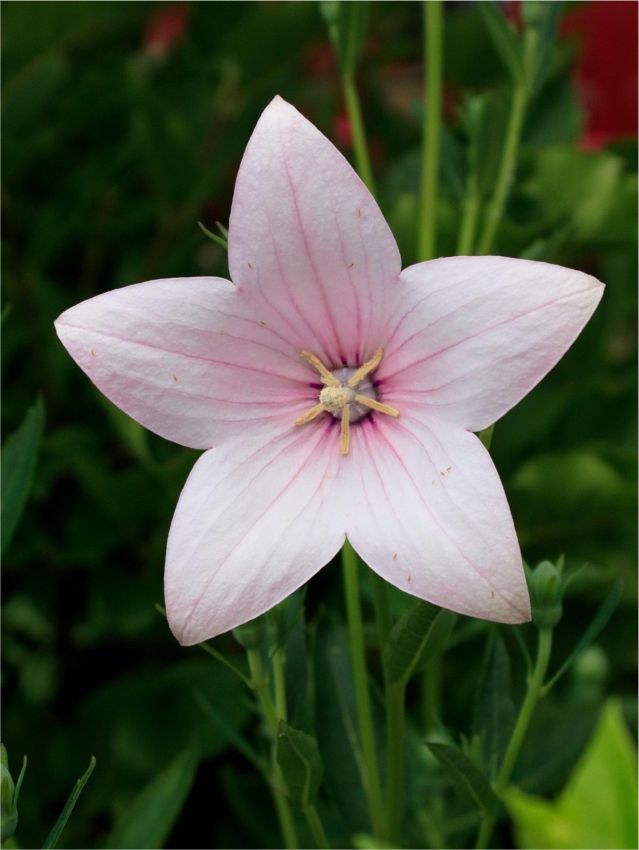 Stauden Platycodon fuji pink grandifl.