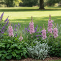 Tuberose 'Pink Sapphire' - 3 Stück - LumiBlumi