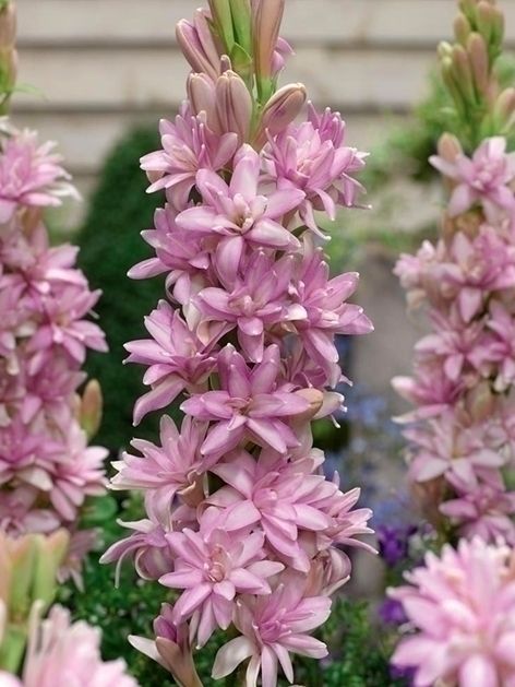 Polianthes Polianthes pink sapphire