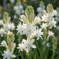 Polianthes 'The Pearl' - 8 Stück - LumiBlumi