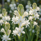 Polianthes 'The Pearl' - 8 Stück - LumiBlumi
