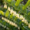 Polygonatum 'Biflorum' - Salomonssiegel - LumiBlumi