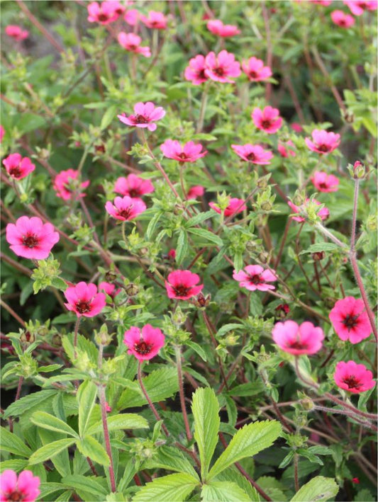 Stauden Potentilla ron mc beath
