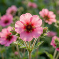 Fingerkraut 'Miss Wilmot' - 10 Stück - LumiBlumi