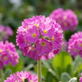 Primel 'Denticulata Pink' - 10 Stück - LumiBlumi