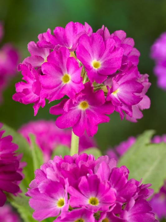 Stauden Primula denticulata pink