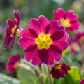 Primel 'Denticulata Red' - 10 Stück - LumiBlumi