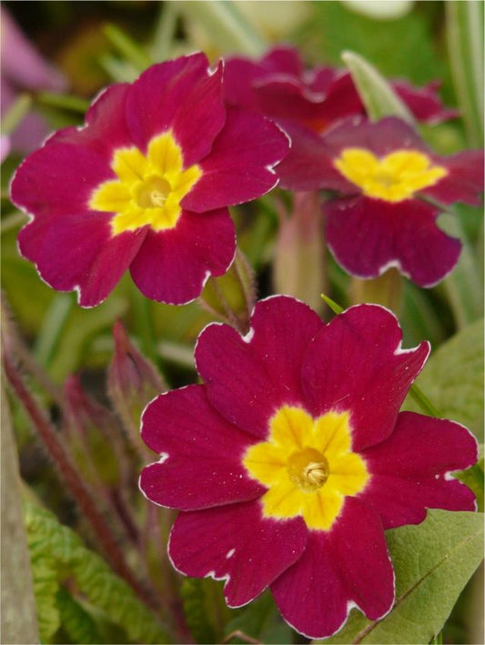 Stauden Primula denticulata red