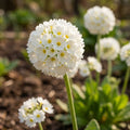 Primel 'Denticulata White' - 10 Stück - LumiBlumi