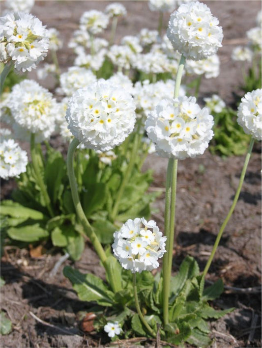 Stauden Primula denticulata white