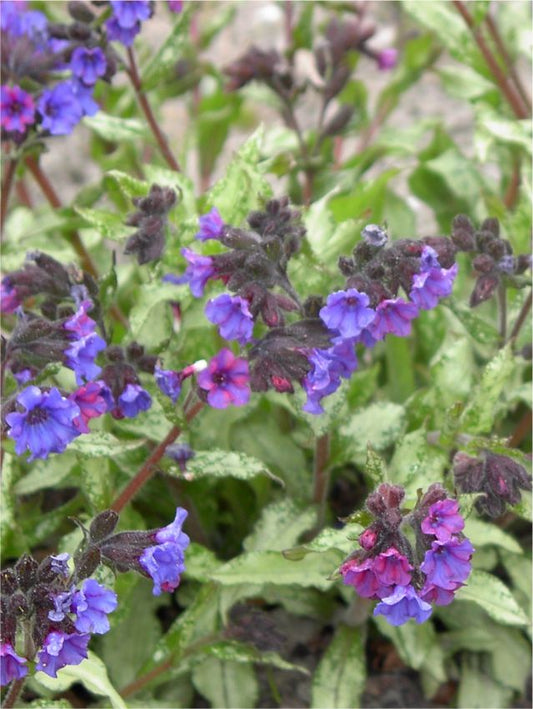 Stauden Pulmonaria azurea angustifolia