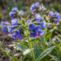 Lungenkraut 'E.B. Anderson Longifolia' - 10 Stück - LumiBlumi