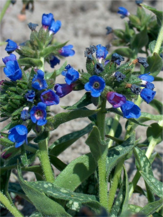 Stauden Pulmonaria e.b. anderson longifolia