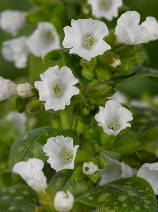 Stauden Pulmonaria sissinghurst white officinalis