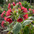 Lungenkraut 'Bowles Red Rubra' - 10 Stück - LumiBlumi