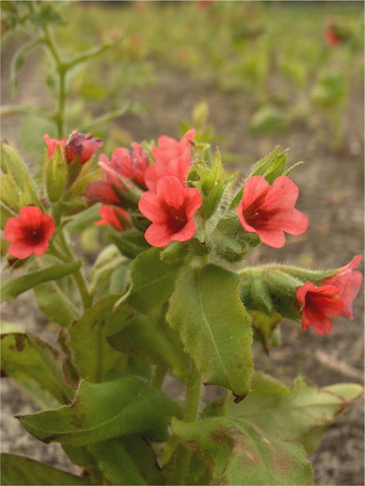 Stauden Pulmonaria bowles red rubra