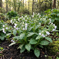 Lungenkraut 'Sissinghurst White Officinalis' - 10 Stück - LumiBlumi