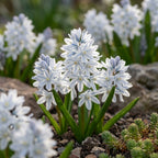 Kegelblume 'Var. Libanotica' - 100 Stück - LumiBlumi