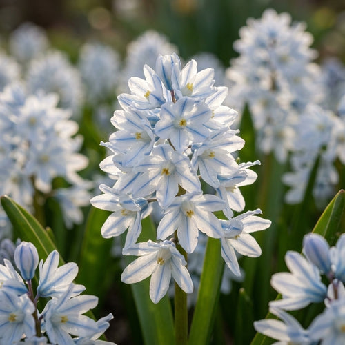 Kegelblume 'Var. Libanotica' - 100 Stück - LumiBlumi