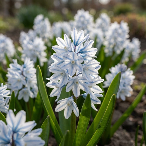 Kegelblume 'Var. Libanotica' - 100 Stück - LumiBlumi