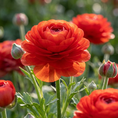 Ranunkel 'Ranunculus Red' - 10 Stück - LumiBlumi