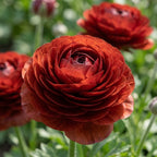 Ranunkel 'Elegance Cioccolato' - 12 Stück - LumiBlumi