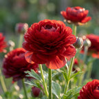 Ranunkel 'Elegance Cioccolato' - 12 Stück - LumiBlumi