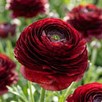 Ranunkel 'Elegance Cioccolato' - 12 Stück - LumiBlumi