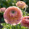 Ranunkel 'Ranunculus Eleg. Pastello Striato Mix' - 25 Stück - LumiBlumi