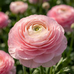 Ranunkel 'Ranunculus Elegance Rosa Chiaro' - 25 Stück - LumiBlumi