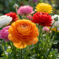 Ranunkel 'Ranunculus Mixed Tomer For Pot' - 100 Stück
