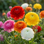 Ranunkel 'Ranunculus Mischung' - 30 Stück - LumiBlumi