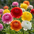 Ranunkel 'Ranunculus Mischung' - 30 Stück - LumiBlumi