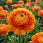 Ranunkel 'Ranunculus Orange' - 10 Stück - LumiBlumi