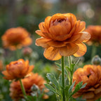 Ranunkel 'Ranunculus Picotee Café' - 20 Stück - LumiBlumi