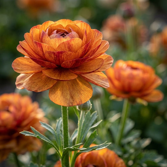 Ranunkel 'Ranunculus Picotee Café' - 20 Stück