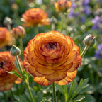 Ranunkel 'Ranunculus Picotee Café' - 20 Stück - LumiBlumi