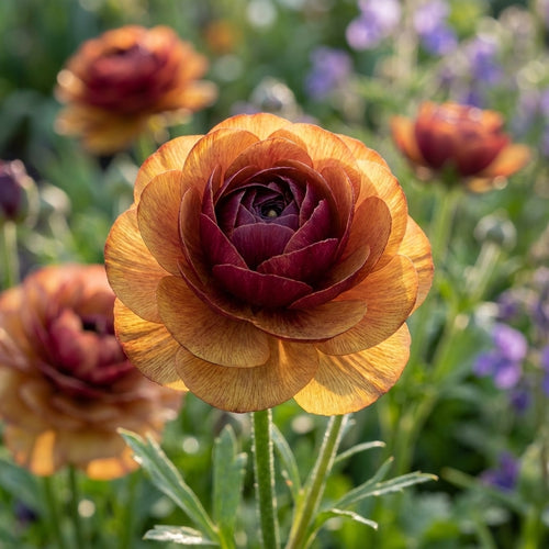 Ranunkel 'Ranunculus Picotee Café' - 20 Stück - LumiBlumi