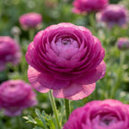 Ranunkel 'Ranunculus Purple Tomer For Pot' - 50 Stück - LumiBlumi