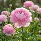 Ranunkel 'Ranunculus Pink' - 10 Stück - LumiBlumi
