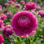 Ranunkel 'Ranunculus Purple Tomer For Pot' - 50 Stück - LumiBlumi