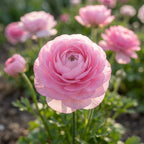 Ranunkel 'Ranunculus Pink' - 10 Stück - LumiBlumi