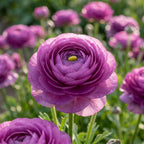 Ranunkel 'Lila' - 25 Stück - LumiBlumi
