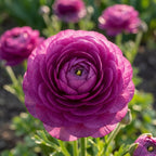 Ranunkel 'Lila' - 25 Stück - LumiBlumi