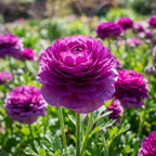 Ranunkel 'Lila' - 25 Stück - LumiBlumi