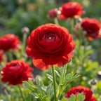 Ranunkel 'Ranunculus Red Tomer For Pot' - 50 Stück - LumiBlumi