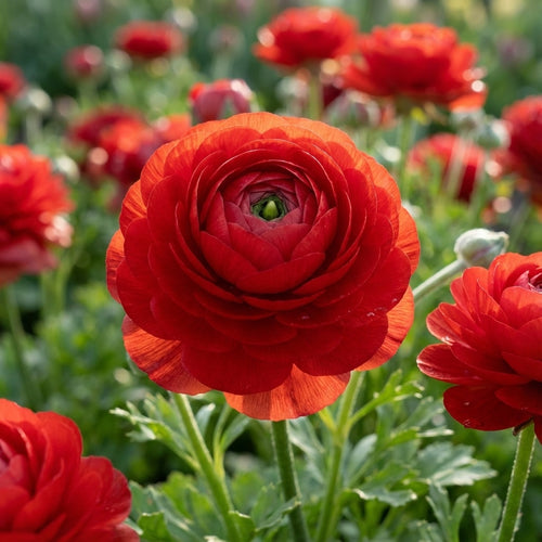 Ranunkel 'Ranunculus Red' - 10 Stück - LumiBlumi