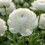 Ranunkel 'Ranunculus White' - 25 Stück - LumiBlumi
