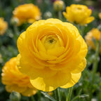 Ranunkel 'Ranunculus Gelb' - 10 Stück - LumiBlumi