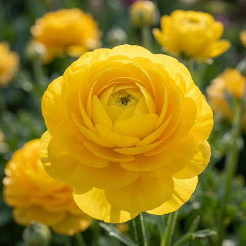 Ranunkel 'Ranunculus Gelb' - 10 Stück - LumiBlumi